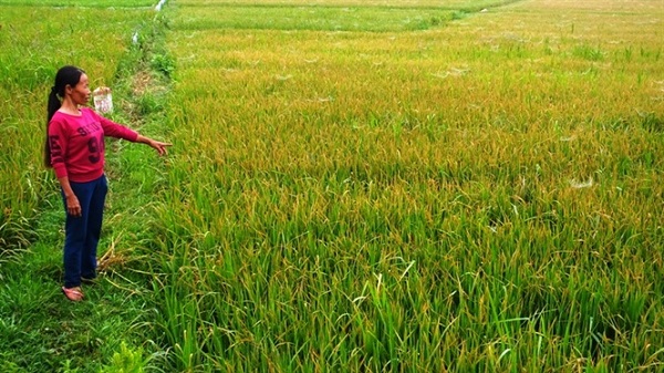 Có nhiều nguồn dẫn đến bệnh tiêm lửa ở cây lúa