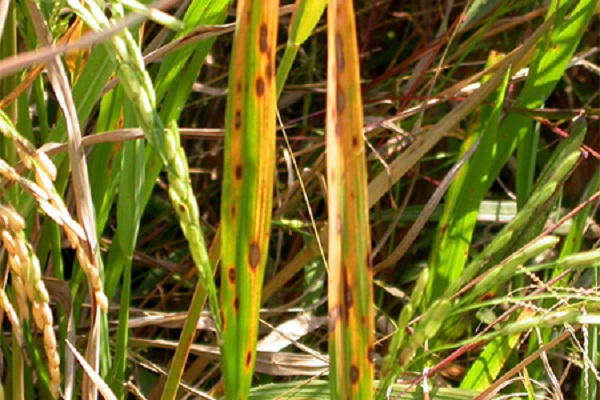 Với một số trường hợp cây bị bệnh nặng, bà con cần chú ý đến việc sử dụng các loại thuốc đặc trị