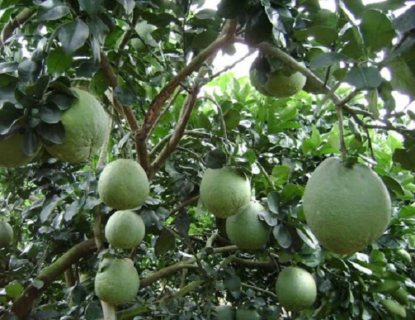 Nhện là một trong những loại côn trùng tấn công mạnh mẽ đến cây bưởi da xanh