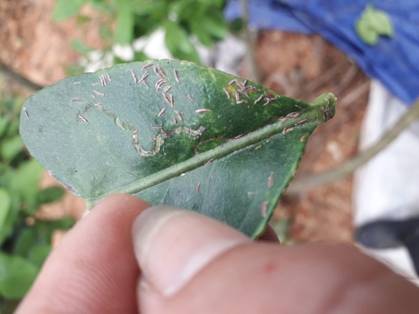 Bưởi da xanh dễ bị tấn công bởi nhiều loại sâu bệnh khác nhau