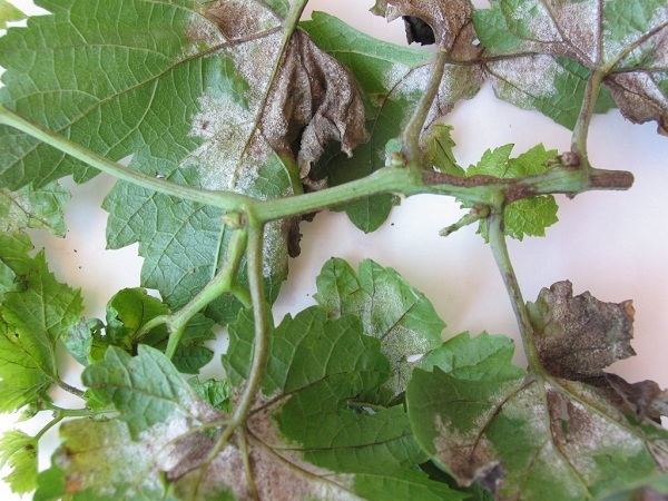 Trên quả cà chua bệnh thường gây hại ở vùng cuống, và thường làm quả dễ rụng