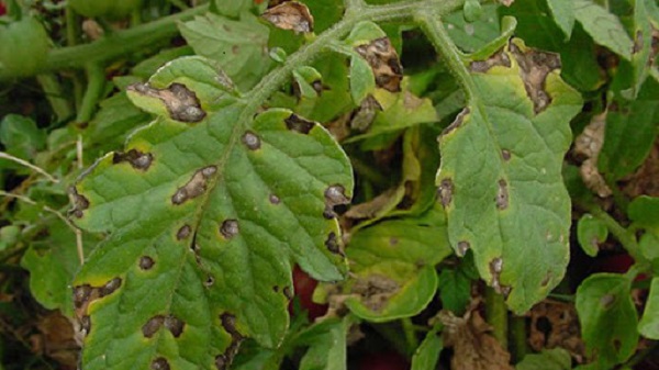 Bà con có thể sử dụng những loại thuốc chuyên dụng để phòng trừ bệnh thán thư trên cây cà chua