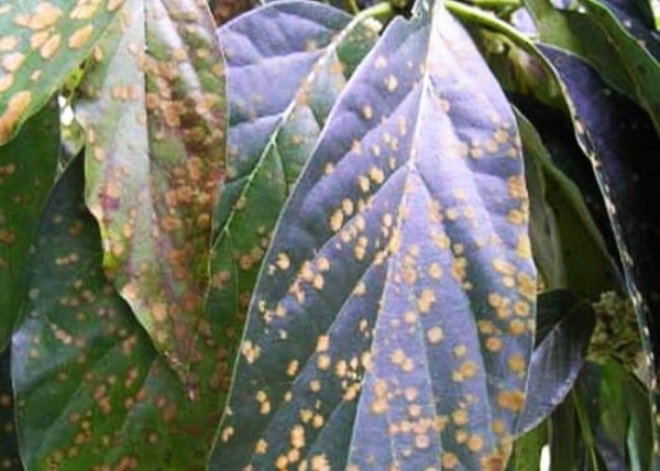 Bệnh thán thư khiến cành và quả của cây cà phê bị khô lại