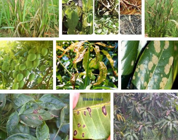 Bệnh gỉ sắt không diệt trừ nhanh chóng sẽ lây lan diện rộng