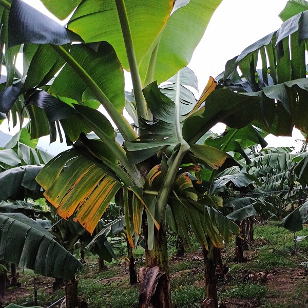 Một số bệnh ở cây chuối là do virus gây ra