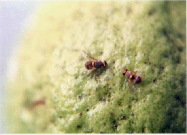 Ruồi đục trái làm thối nhũn bên trong khiến năng suất giảm