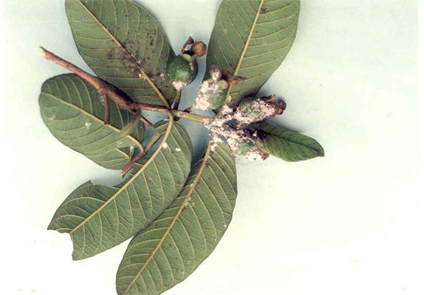 Chồi non của cây ổi là phần dễ bị rầy mềm tấn công nhất