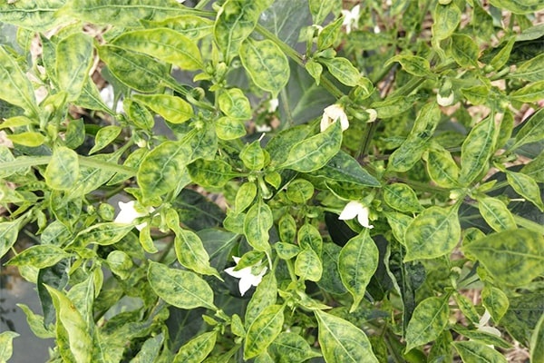 Bệnh khảm trên cây ớt khiến cây giảm năng suất