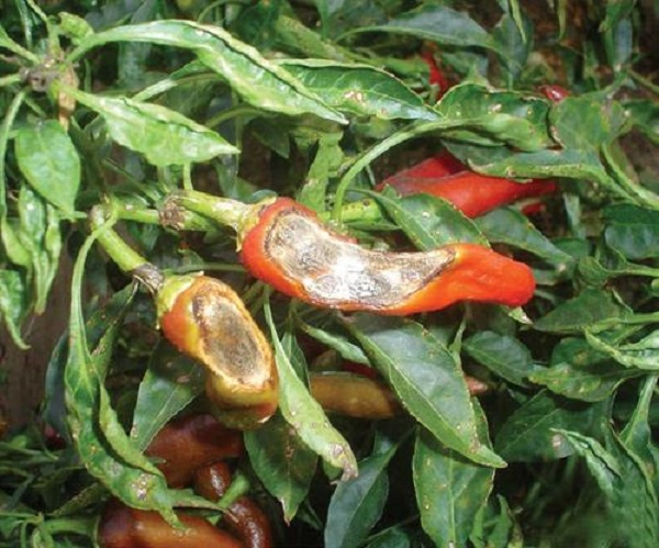 Bệnh thán thư trên ớt làm năng suất ớt giảm nhanh chóng