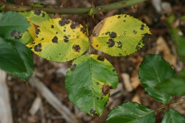 Để cây hoa hồng không bị vàng lá, cần có cách chăm sóc đặc biệt