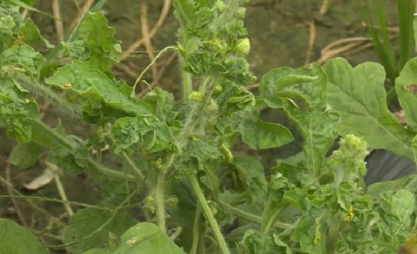 Có thể sử dụng biện pháp canh tác để phòng trừ bọ trĩ hại dưa hấu