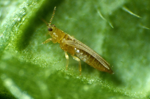 Thành trùng thường tập trung trên các lá ngon nới có nguồn thức ăn dồi dào