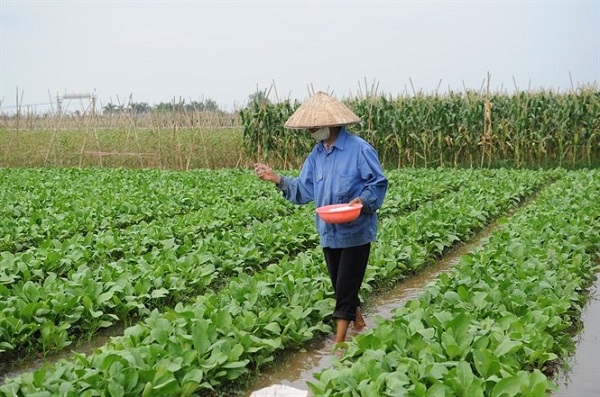 Bà con có thể sử dụng loại đạm nguyên hạt để bón cho rau sau đó tưới nước
