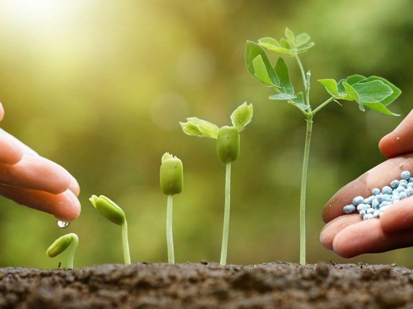 Cây rau không nhận đủ nguồn dinh dưỡng từ đạm ure sẽ còi cọc, phát triển kém