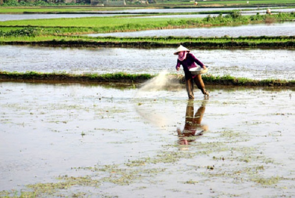 Tuỳ vào thời điểm bón lót mà lượng phân bón sử dụng sẽ khác nhau