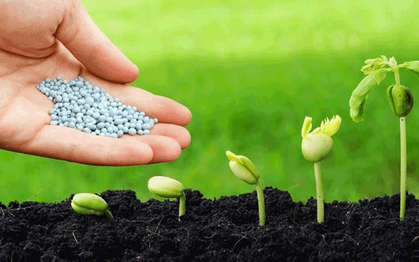 Bón phân không đúng kỹ thuật trồng cây nhiều khi còn có hại