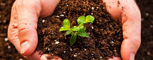 Bón vôi giúp cải thiện chất lượng đất trồng