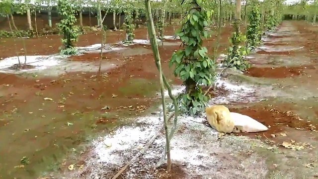 Thông thường việc bón vôi cho cây tiêu sẽ được thực hiện vào cuối mùa mưa