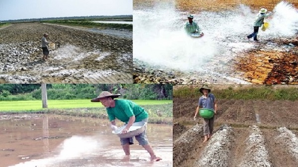 Cần tuân thủ đúng cách bón vôi theo khuyến cáo của chuyên gia