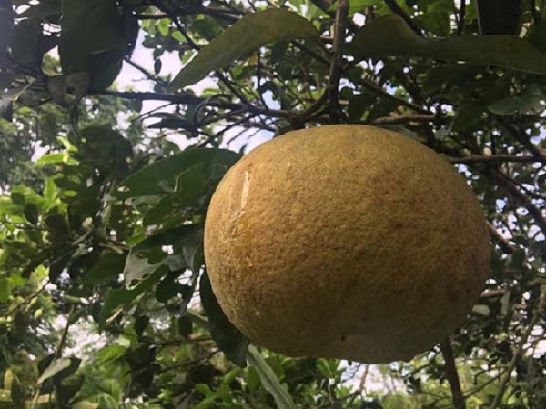 Lựa chọn phân bón phù hợp giúp phòng tránh được tình trạng khô múi của trái bưởi