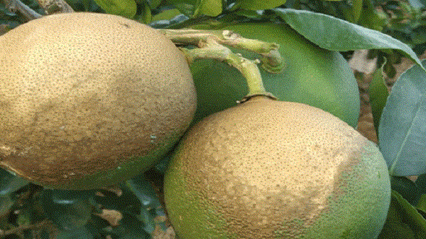 Cách nhận biết những quả bưởi bị khô múi qua ánh nhìn đầu tiên là qua vẻ ngoài của nó