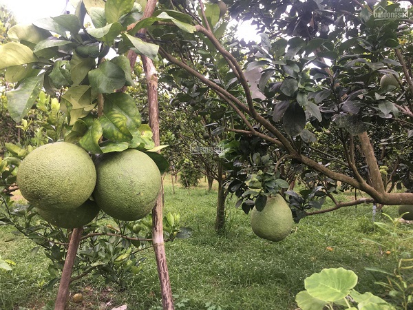 Yếu tố thời tiết cũng quyết định đến thời gian ra trái của cây