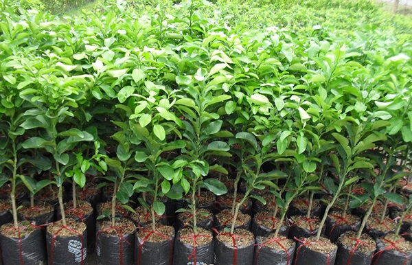 Bà con nên trồng bưởi da xanh theo thời vụ để đảm bảo năng suất và cây sinh trưởng mạnh