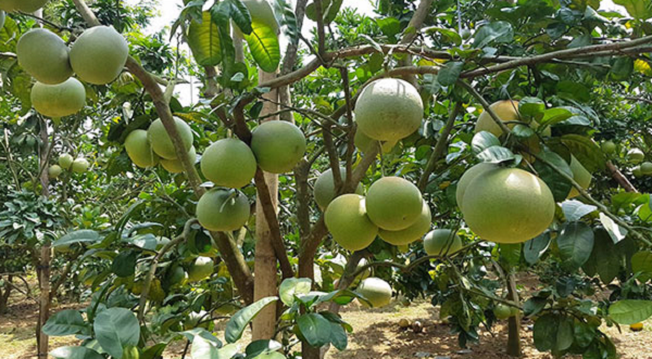 Bà con nên chia thành nhiều đợt bón phân cho cây trồng