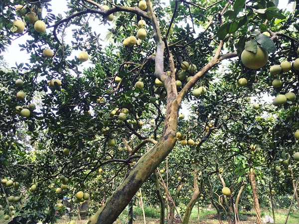 Để đạt năng suất bưởi tốt nhất bà con cần chú ý đến việc xử lý sâu bệnh trên cây