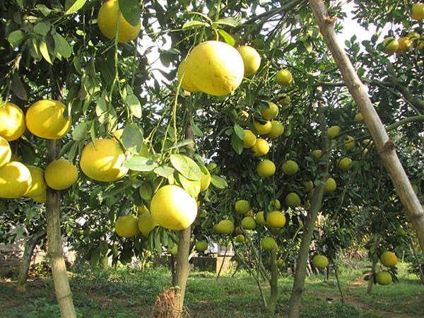 Bưởi quế dương có thể sinh trưởng và phát triển trong điều kiện môi trường khắc nghiệt