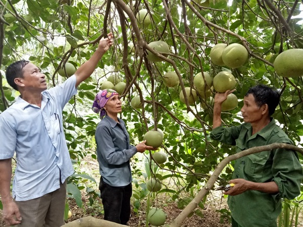 Trồng dặm nhằm mục đích đảm bảo mật độ và năng suất cây trồng
