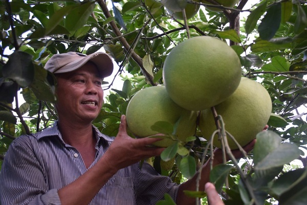 Bà con cần đặc biệt lưu ý đến việc phòng trừ sâu bệnh cho cây để đảm bảo năng suất