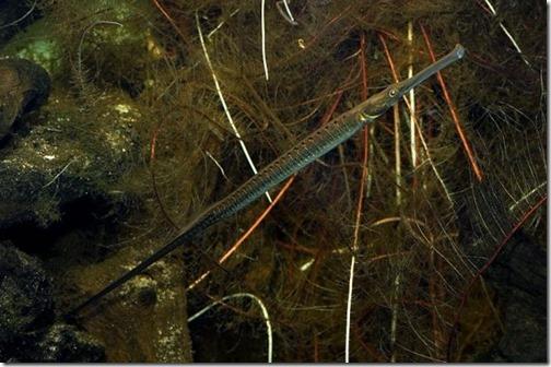 nuôi cá ngựa nước ngọt