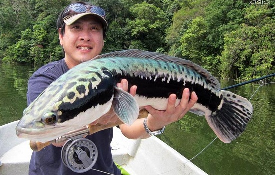 kỹ thuật nuôi cá lóc bông