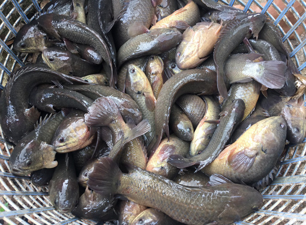 giá cá rô đồng