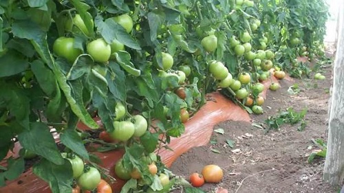 Giống cà chua Nhật Bản này có khả năng thích nghi tốt với điều kiện khí hậu nước ta