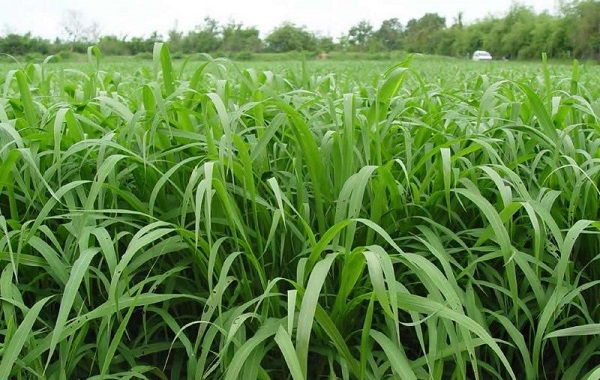 Cỏ nuôi bò nếu trồng không đúng kỹ thuật năng suất sẽ thấp