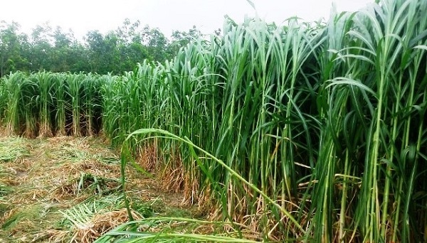 Cỏ voi hiện nay là một trong những giống cỏ nuôi bò phổ biến