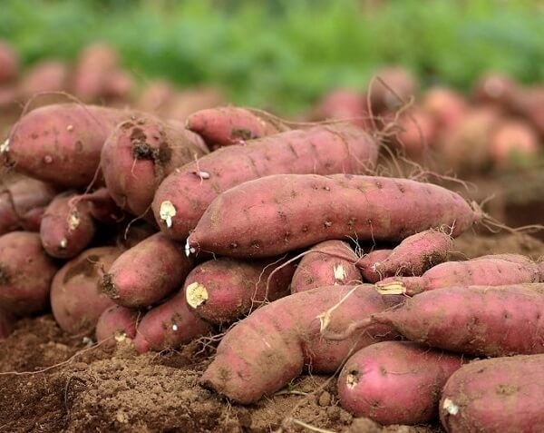 Giống khoai lang này ít chịu sự tấn công của sâu đục thân