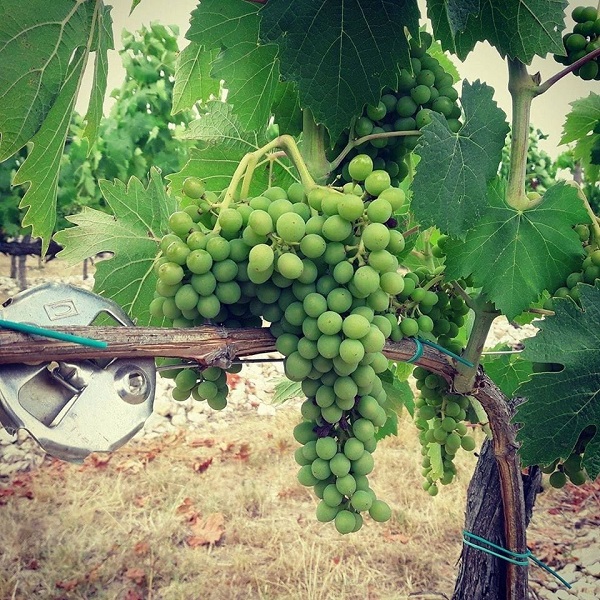 Nho Ninh Thuận với vị chua ngọt đặc trưng chiếm trọn cảm tình của thực khách