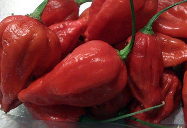 Độ cay của ớt Naga Viper được dùng để làm vũ khí chống tội phậm hiệu quả