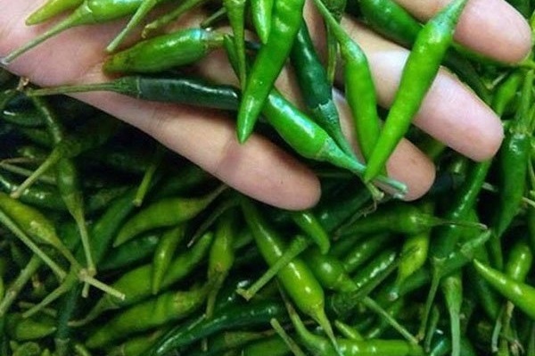 Ớt xiêm nhỏ nhưng “có võ” độ cay xè lưỡi