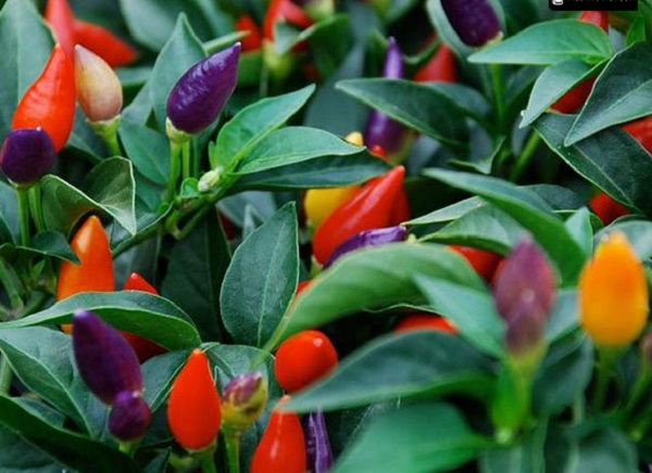 Màu sắc đẹp mắt của ớt ngũ sắc được nhiều người trồng làm cảnh, bonsai