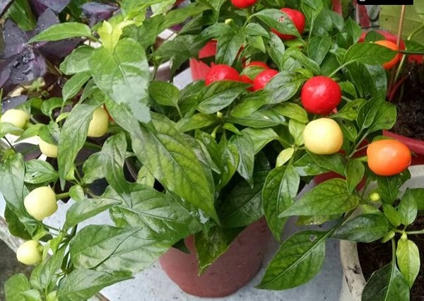 Hình dáng nhỏ xinh như trái cà chua, màu sắc đẹp mắt đỏ, vàng, cam