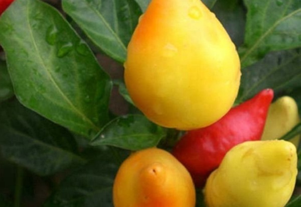 Ớt bàn đào được trồng làm cảnh mang ý nghĩa may mắn, sung túc