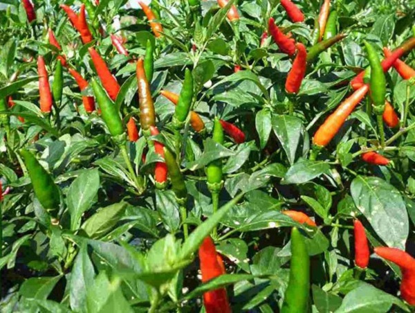 Giống ớt khi trưởng thành cho trái ” mọc lên trời” độc lạ