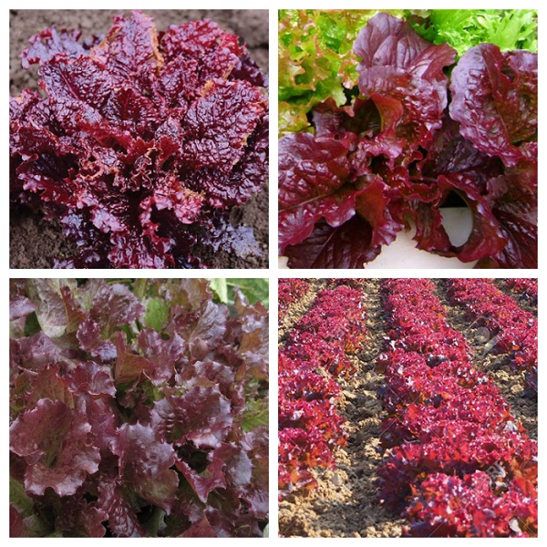 Xà lách xoăn tím trồng thuỷ canh mang lại giá tri dinh dưỡng cao cho người dùng