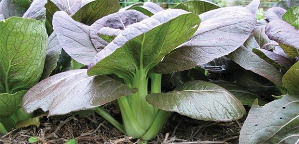 Rau cải Chit đỏ không yêu cầu cao về kỹ thuật trồng và chăm sóc