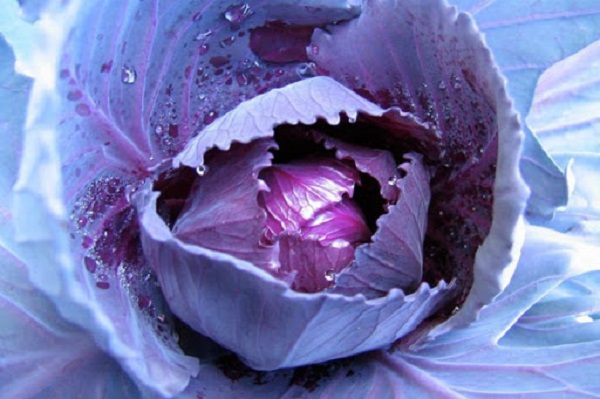 Chứa nhiều vitamin A, bắp cải tím cũng rất tốt cho mắt, cho da