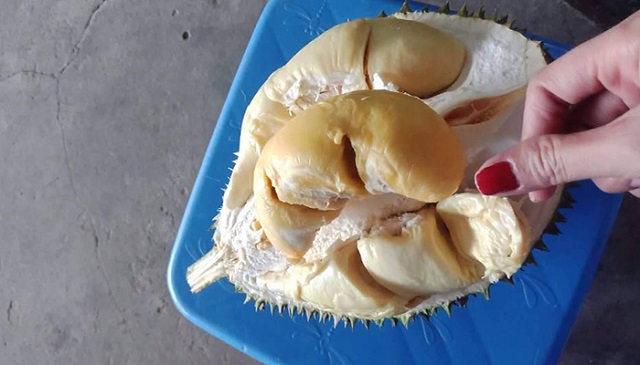 Sầu riêng Chuồng Bò có phần cơm mềm và vị ngọt không quá gắt